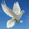 daniel.richard5128