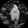 crow203040