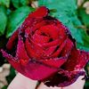 user9120975723127