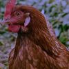 Тгк :Сбор курочек! 🐓