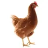 stopeatchicken