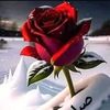 mony.mostafa784