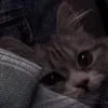 25th5🐈.