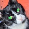 purrrfect_dancer