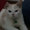 haduog.in