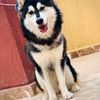 huooma.awad