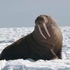 arctic.animals