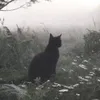 luna.a.monty3