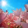thy.inh.thu1