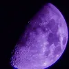 purplhartt