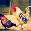 rifat.brata.sahli5