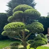 tarabosh76