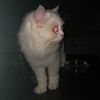 mr.cat.the.500th
