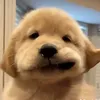 yani_zenchi