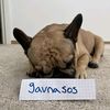 .gavnasos