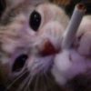 ilovemycatnamedchase