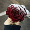 murshad123453