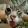 hangwow