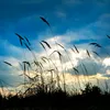 windy.day87