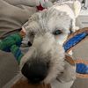 pawtisticjo