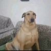 chokobob_sashuchka