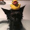 buddy_donnie