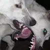 drak0bl0x3r
