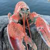 boiledlobster6