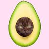 avocadotf23