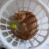 bp_dx1