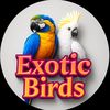 Exotic Birds