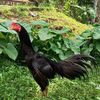 sancarooster1