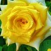 hac.gula