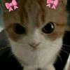 kavi_gns