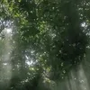 hllgx17