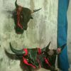 ardan.malang4