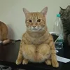 banhangkimtien