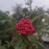 nusrat_safa12