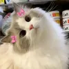 sweetie.choo