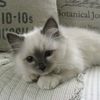 gela_23666