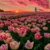 rouzz_11