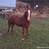 claudiustefan51