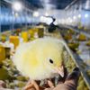 peternak_ayam_broiler1