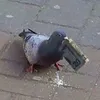 thepigeonjoe