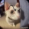 milodeptrai1