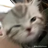 thsjnhi