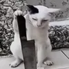 rayanmvhj1n