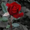 user32444365137312