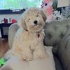 ozzie176