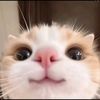mrhpnn